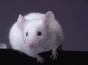 Les toxicomanes "ont volé" les souris pour acheter la dose