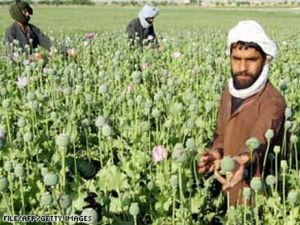 L'Afghanistan demande l'aide de la Russie pour le durcissement de la lutte contre le narcotrafic