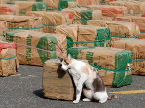 Un chat approvisionnait en drogues les prisonniers de la région de Rostov