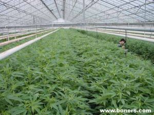 Las plantas de cannabis se han encontrado camufladas entre otras plantas y flores en un jardín cultivado por los presos de una cárcel francesa.