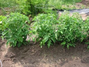 L'adolescent américain a confondu une tomate avec de la marijuana