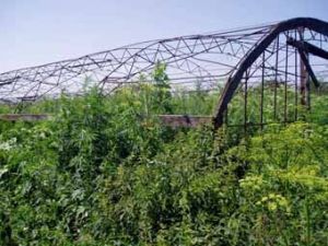 5000 plants de marijuana supprimés à l`Institut de recherches 