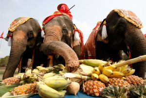 A drug-addicted elephant kicks off the bad habit