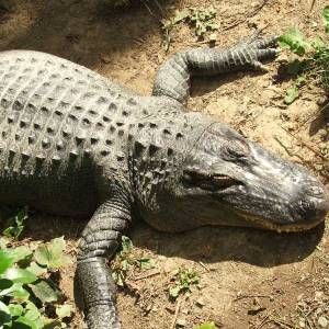 Un toxicomane a confié la garde de la marijuana à un alligator 